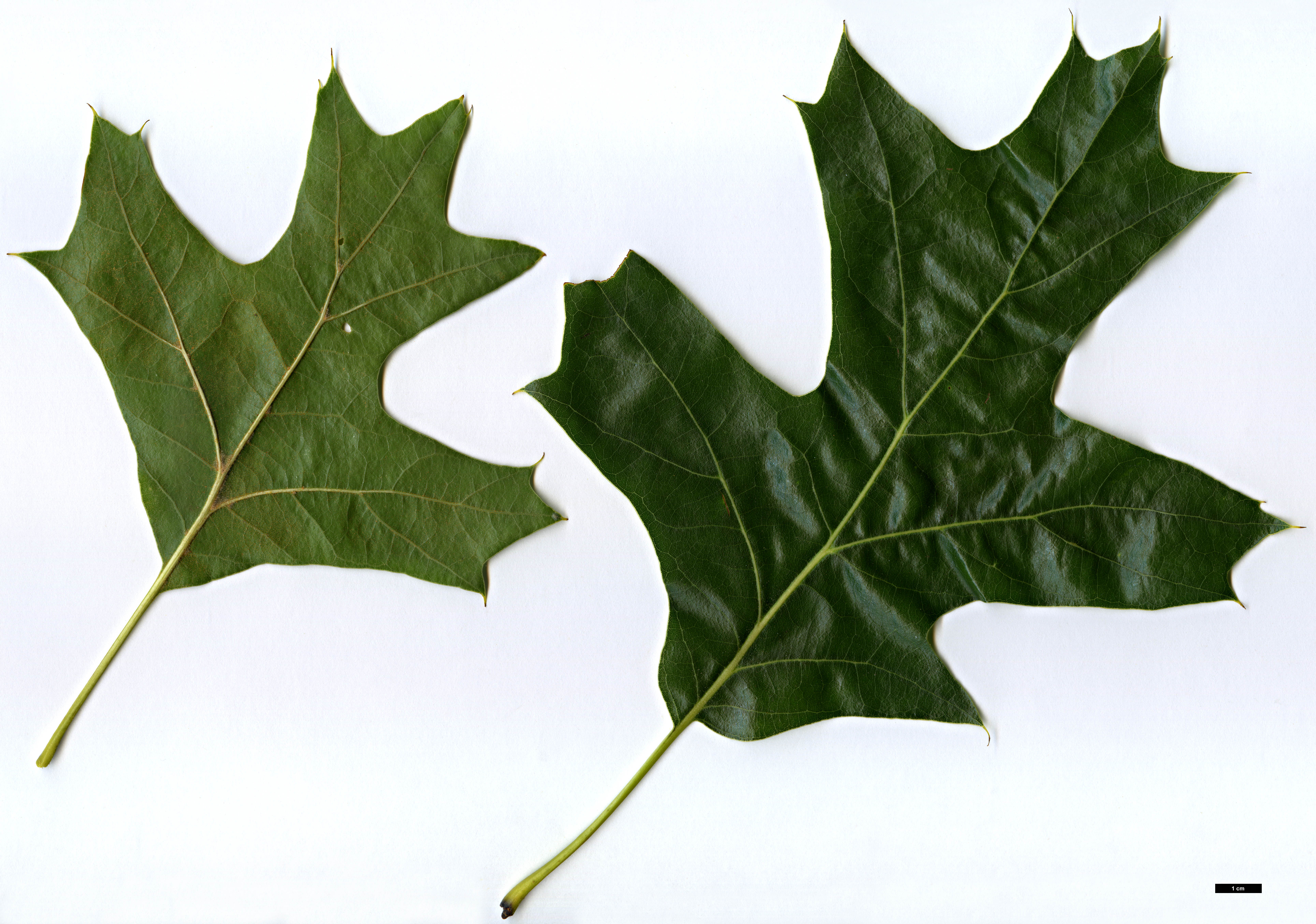 High resolution image: Family: Fagaceae - Genus: Quercus - Taxon: ×bushii (Q.marilandica × Q.velutina)